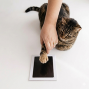 Ink-Free Pet Paw Print Set